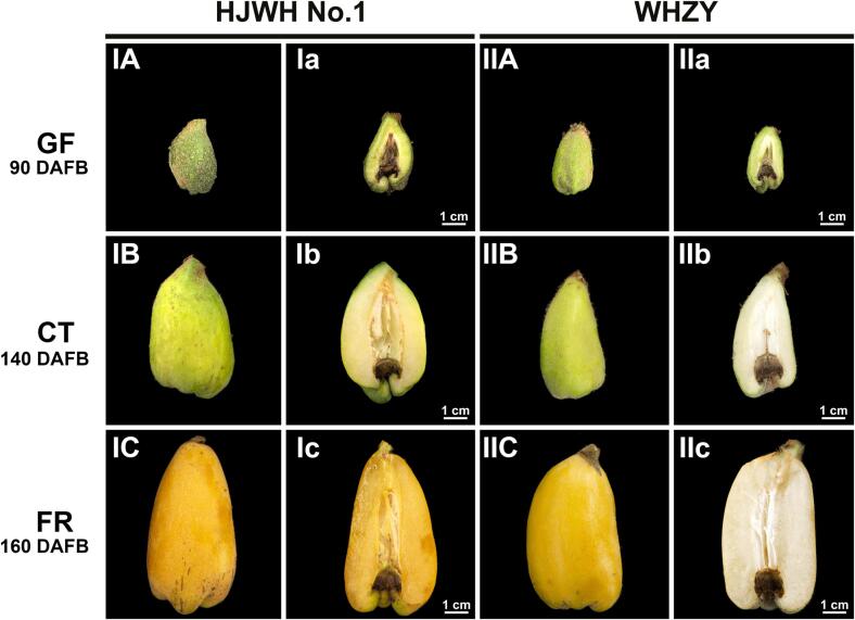 Fig. 1