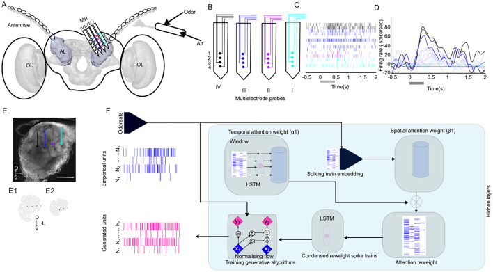 Diagram illustrating neural activity in an insect brain involving odor detection. Panel A shows anatomical structures with antennae and antennal lobe labeled. Panel B presents multielectrode probes. Panel C displays spiking activity over time, and Panel D shows firing rates. Panel E provides a close-up of the antennal lobe with colored arrows. Panel F depicts a flowchart of data processing using LSTM networks for temporal and spatial attention in spike train analysis. The diagram involves empirical and generated data units.