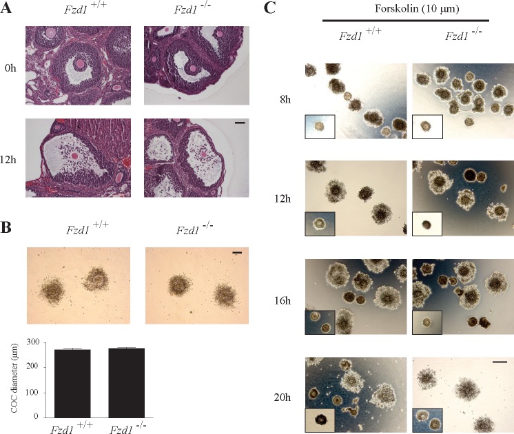 FIG. 7