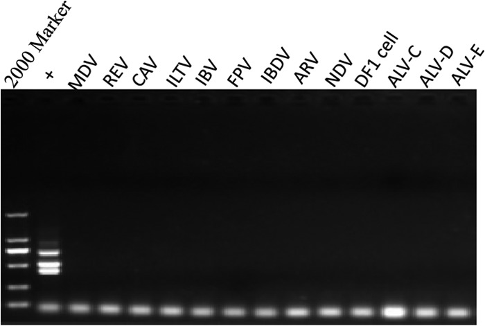 FIG 2