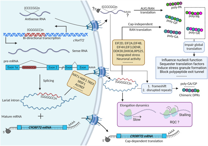 Translation dysregulation in neurodegenerative diseases: a focus on ALS ...