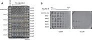 Figure 1—figure supplement 1.