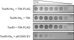 Figure 2—figure supplement 1.
