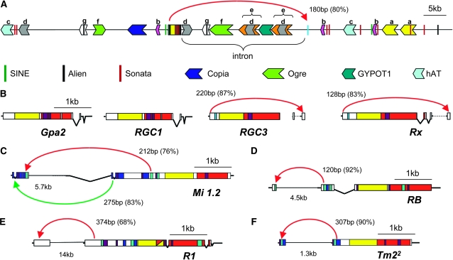 Figure 3.—