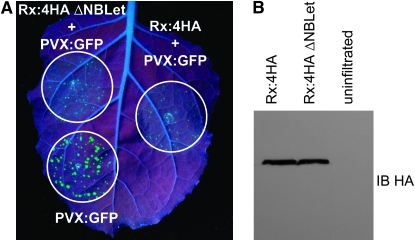 Figure 4.—