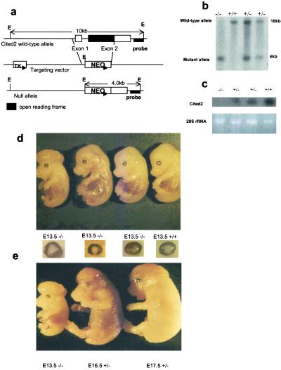 Fig 1.