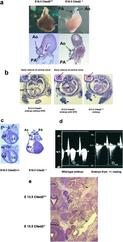 Fig 2.