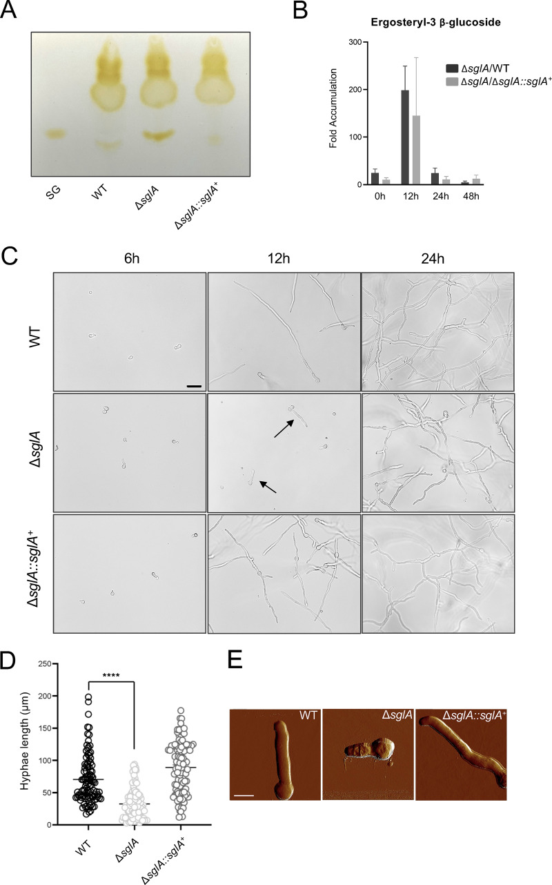 FIG 1