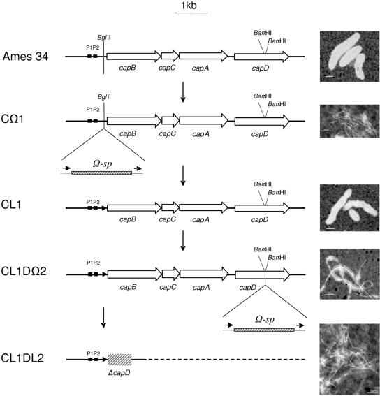 FIG. 7.