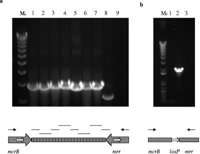 FIG. 8.