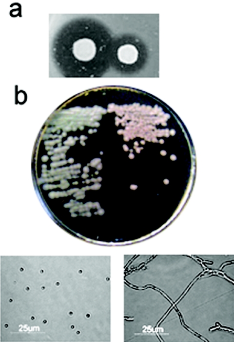 FIG. 5.