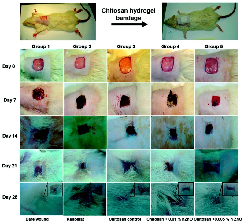 Figure 12