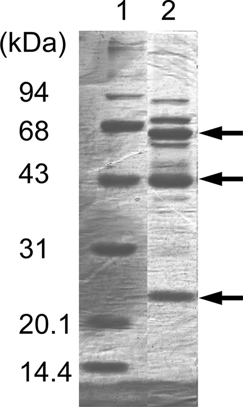 FIG. 2.