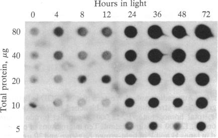 graphic file with name pnas01051-0080-a.jpg