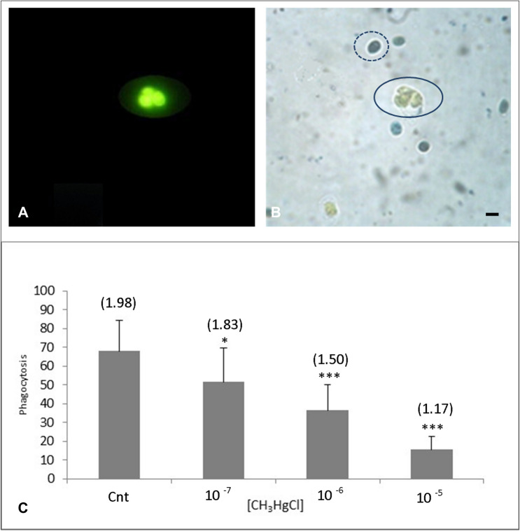Fig. 4