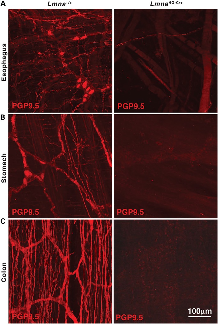 Figure 9.