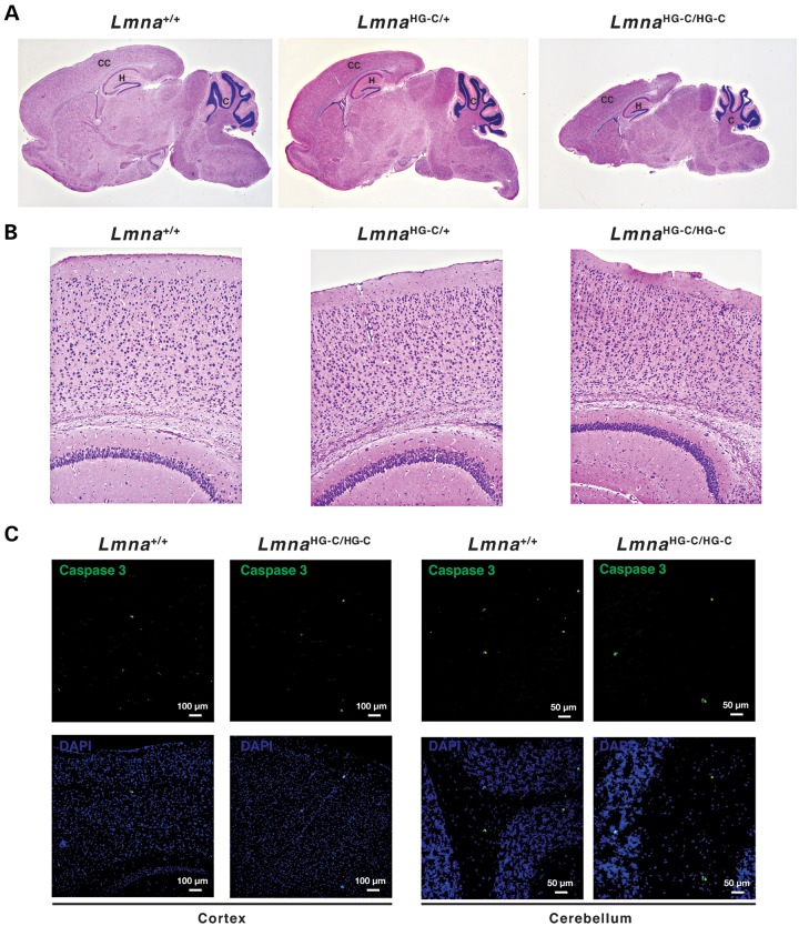 Figure 4.