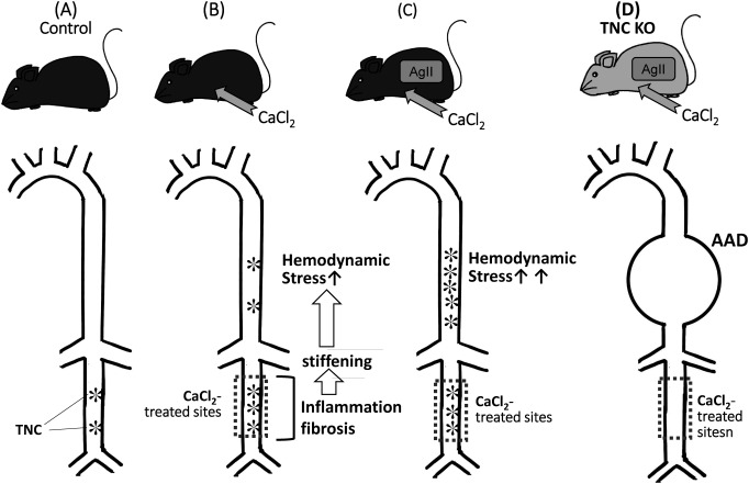 Fig. 2 A protective role of TNC in the aorta from destructive mechanical stress. (A) TNC is constitutively expressed in the abdominal aorta of normal adult mice. (B) Application of CaCl2 to the infrarenal aorta causes inflammation and fibrosis, resulting in stiffness in the treated sites and enhancement of hemodynamic stress on the suprarenal aorta, which induces TNC expression. (C) Infusion of angiotensin II into (B) increases blood pressure and augments hemodynamic stress in the upper aorta, which strongly up-regulates TNC. (D) Application of the strong hemodynamic stress using a combination of a CaCl2 treatment and AgII infusion to the TNC KO causes AAD.