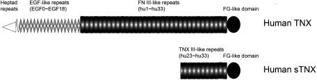 Fig. 3 Structure of human TNX and serum form of TNX (sTNX). Human TNX consists of a cysteine-rich segment (heptad repeats) at the amino terminus, 18.5 EGF-like repeats (EGF0–EGF18), 33 FNIII-like repeats (hu1–hu33), and a FG-like domain at the carboxyl terminus. Human sTNX consists of the C-terminal part of full-length TNX, namely, 10.5 FNIII-like repeats (hu23–hu33) and a FG-like domain.