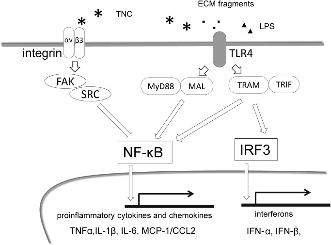 Fig. 1 Major proinflammatory signaling pathways by TNC. Activated TLR4 by TNC, ECM fragments as well as LPS induce two downstream signaling pathways. Nuclear translocation of NFκB and translation of proinflammatory cytokines/chemokines are induced mediated by MyD88/MAL. MyD88-independent signaling activates NFκB and IRF, inducing interferon synthesis. TNC also stimulates inflammatory cells through integrin αvβ3/FAK/Src/NFκB. MAL: myeloid differentiation factor 88 (MyD88) adaptor-like protein; TRAM: TLR-4 signaling adaptor; TRIF: Toll/IL-IR domain-containing adaptor-inducing IFN-β; IRF: Interferon regulatory factor