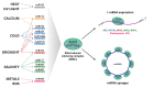 Figure 6 -