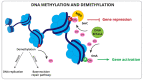 Figure 2 -