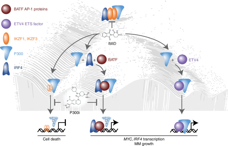 Figure 1. Transcriptional plasticity sustains SE activities that drive MYC-IRF4-dependent IMiD resistance in multiple myeloma (MM). IMiDs induce multiple myeloma cell death by promoting CRBN-mediated downregulation of IKZF1/IKZF3 and subsequent downregulation of MYC and IRF4 transcription. In IMiD-resistant multiple myeloma cells, IKZF1/IKZF3 dependence of MYC and IRF4 transcription is circumvented via transcriptional plasticity that involves the induction of ETV4 and BATF transcription factors, which bind and recruit p300 to MYC and IRF4 super-enhancers. Accordingly, p300i potentiates the efficacy of IMiDs by downregulating IRF4 and MYC transcription in IMiD-resistant multiple myeloma cells. Figure concept and design by Ben Barwick.