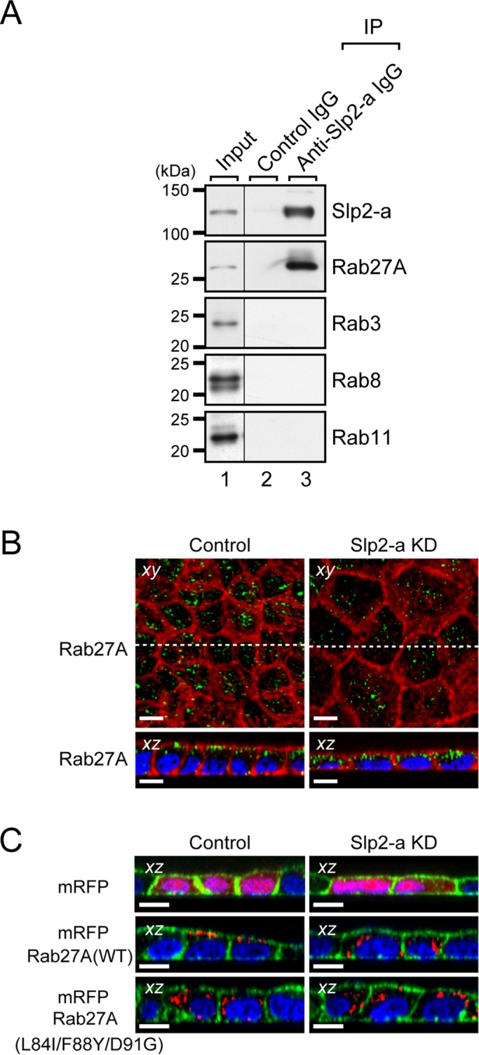 FIGURE 3: