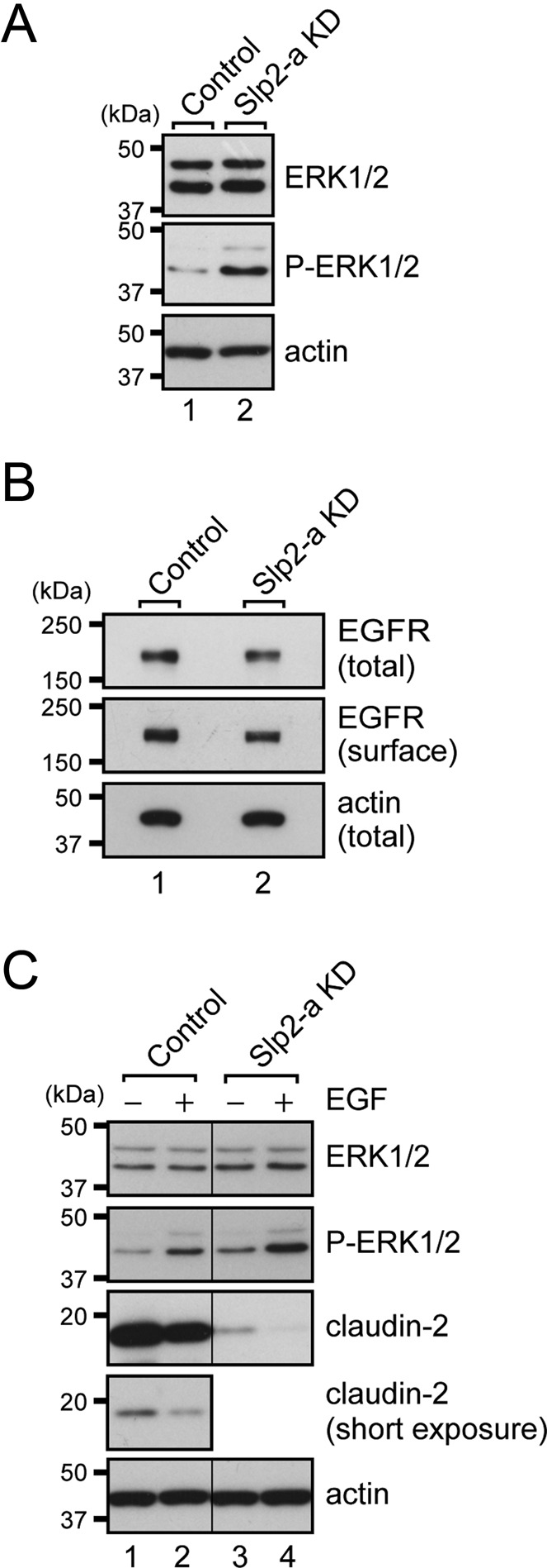 FIGURE 6: