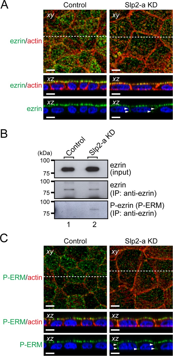 FIGURE 5: