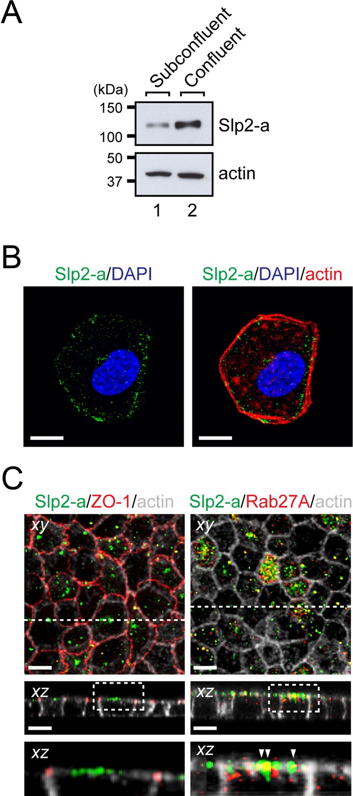 FIGURE 1: