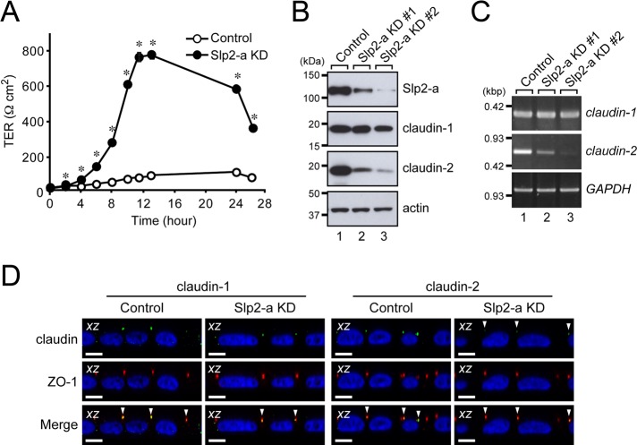 FIGURE 2: