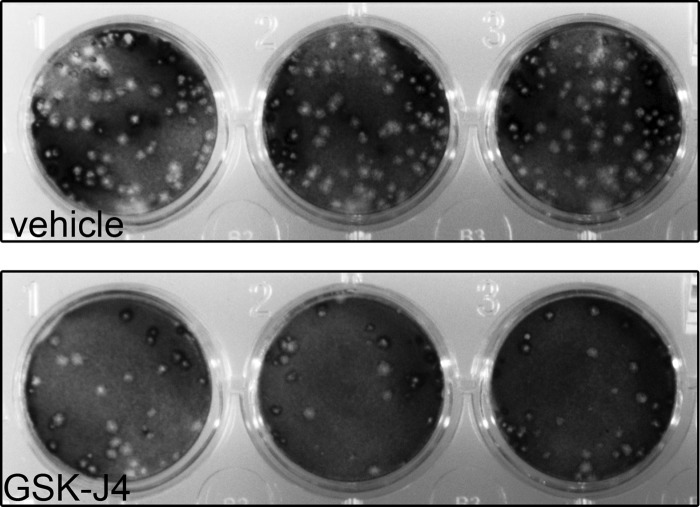 FIG 2
