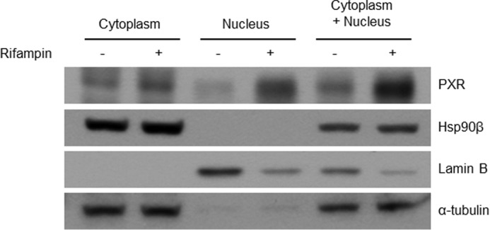 FIGURE 9.