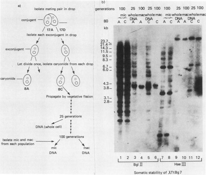 graphic file with name molcellb00104-0248-a.jpg