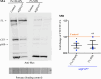 Supplementary Fig. S5