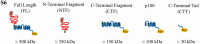 Supplementary Fig. S6