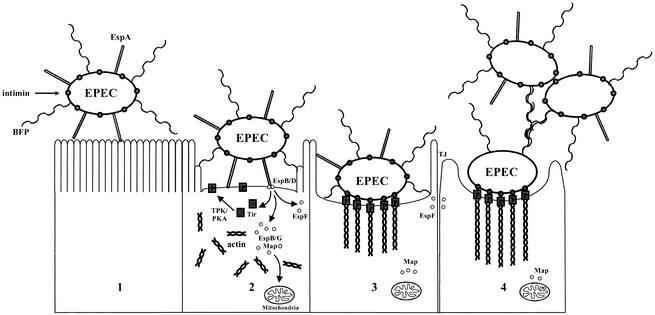 FIG. 1.