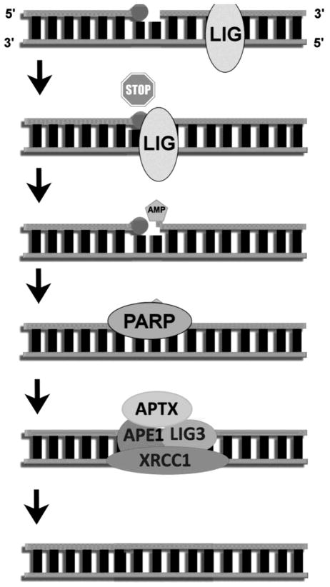 Fig. 3