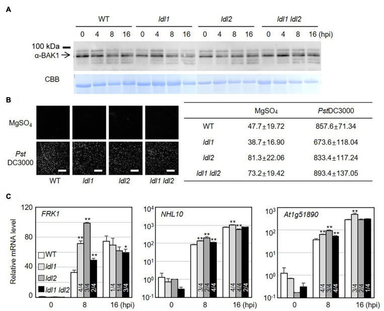 FIGURE 3