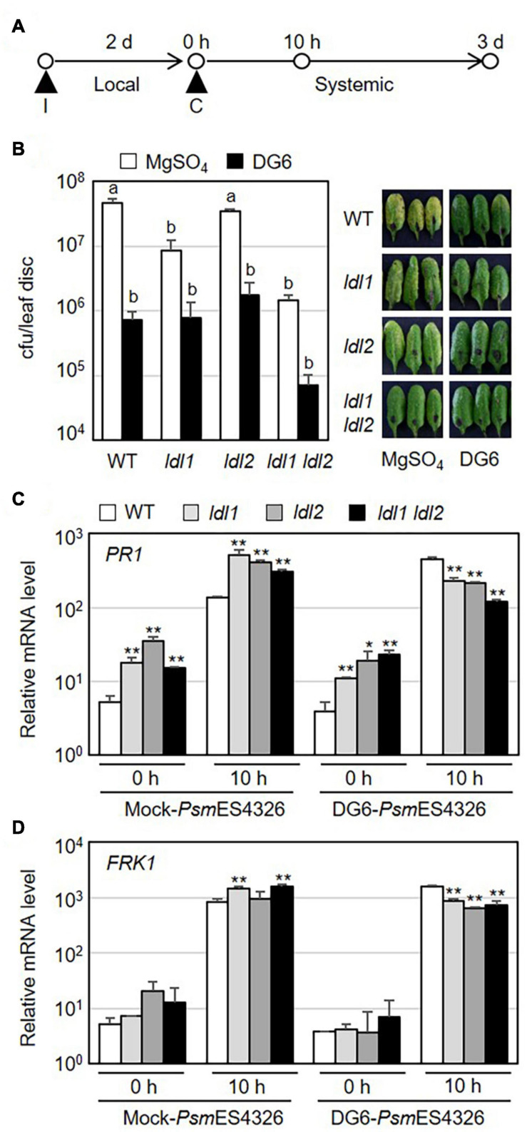 FIGURE 4