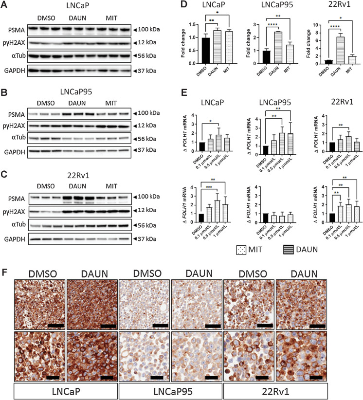 Figure 2. Daunorubicin and mitoxantrone induce PSMA protein expression in castration-sensitive and resistant prostate cancer cells. LNCaP, LNCaP95, and 22Rv1 cell lines were treated with 100 nmol/L of either daunorubicin or mitoxantrone for 48 hours and PSMA expression was quantified by western blot (A–D), qPCR (E), and IHC (F). Western blots of vehicle (DMSO), daunorubicin, or mitoxantrone for each cell line: LNCaP (A), LNCaP95 (B), and 22Rv1 (C) were also subject to the densitometric analysis of PSMA change (n = 3), and analysis of fold change in PSMA is reported for each cell line (D). Daunorubicin-induced upregulation in castration-resistant and sensitive lines was further investigated through IHC, demonstrating increases in membranous and cytoplasmic PSMA. Representative images at 10× and 20× are displayed in F. PSMA protein and RNA expression in treatment versus vehicle groups were subjected to two-sided, unpaired Student t tests to detect significance. Mean and standard deviation are shown. Normality was assumed. Statistical significance was assumed at P < 0.05, with *, P < 0.05; **, P < 0.01; ***, P < 0.001; ****, P < 0.0001.