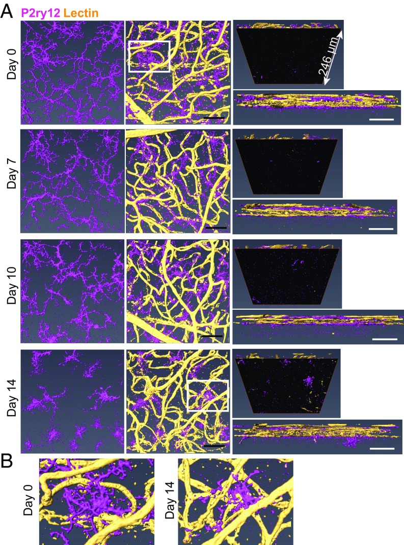 Fig. 6.