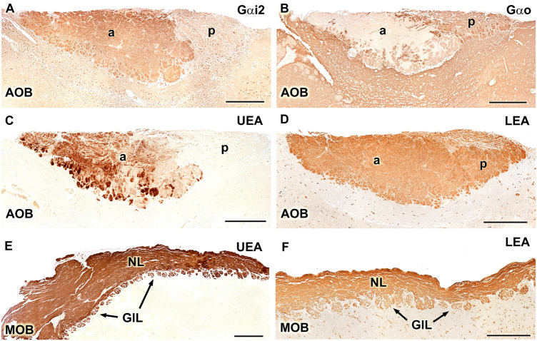 Fig. 11