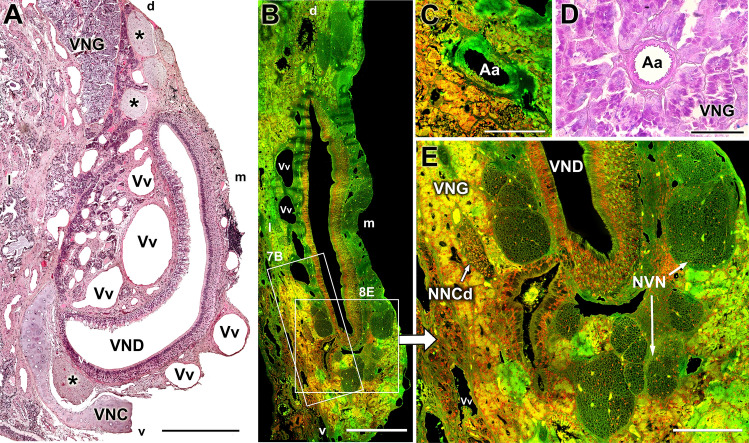 Fig. 8