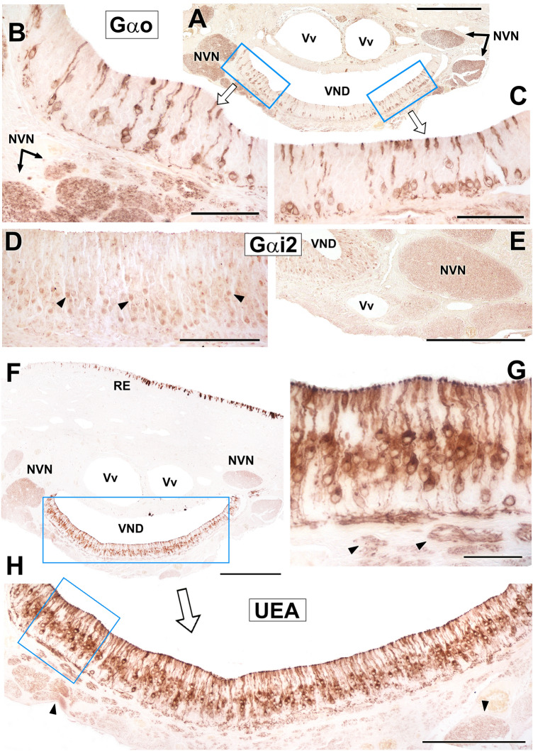 Fig. 10