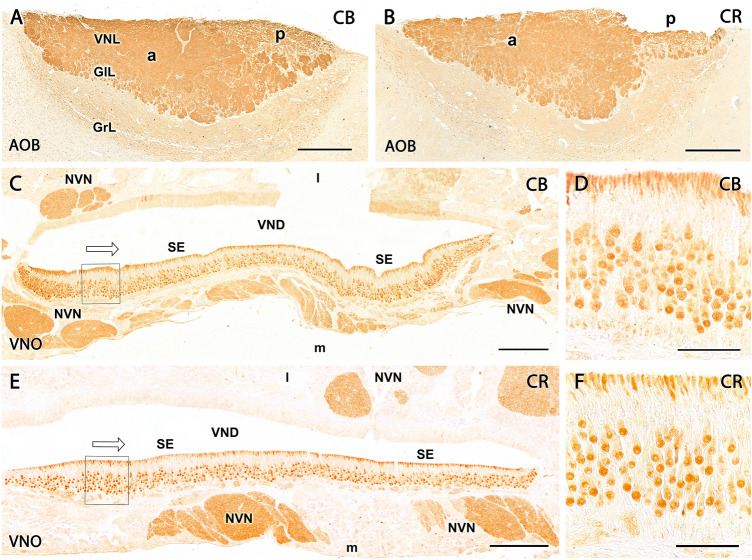 Fig. 13