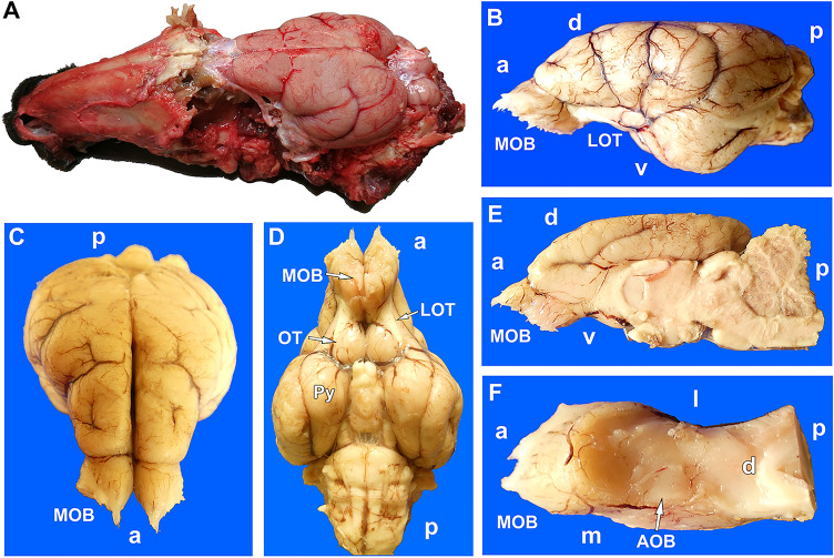 Fig. 4