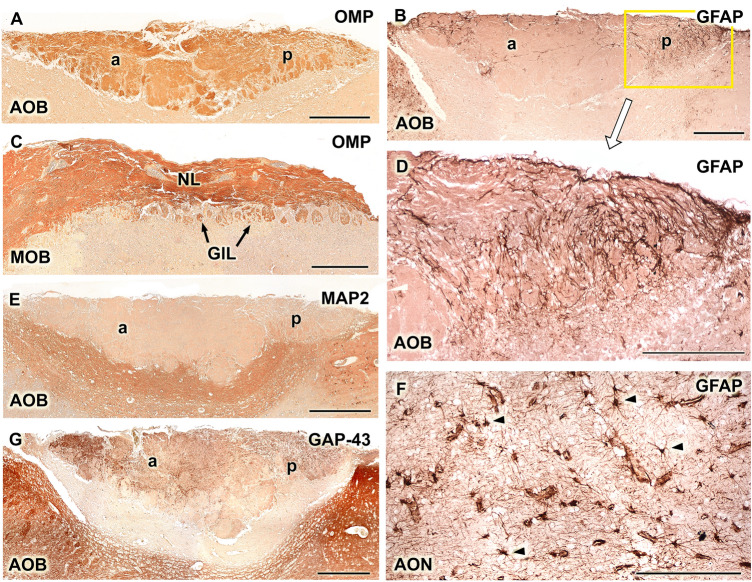 Fig. 12