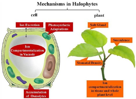 Fig. (1)